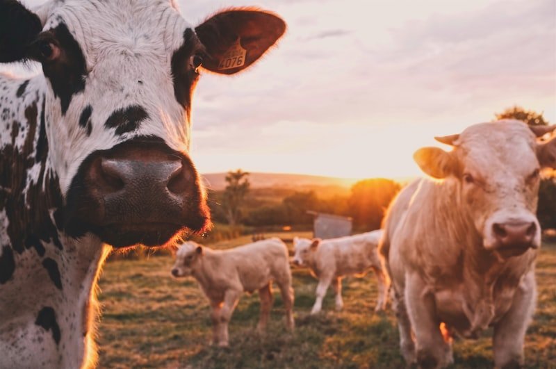 Nutritional Cattle Feed & Cottonseed Oil Cake