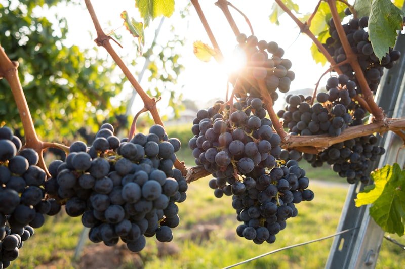 Fresh Grapes (Thomson Seedless & Black)